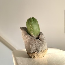 Thimble cactus handmade for sale  OXFORD