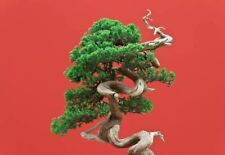 Bonsai juniper tree for sale  Russell