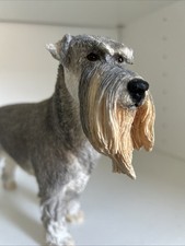 Large schnauzer dog for sale  BIRMINGHAM