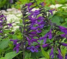 Salvia amistad hardy for sale  BELLSHILL