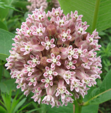 Milkweed seeds common for sale  Berwyn