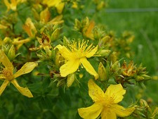 700 seeds saint for sale  Phoenix