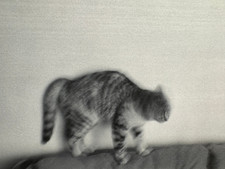 SOFÁ SURREAL EMBAÇADO GATO ARCOS DE VOLTA na SALA DE ESTAR vintage anos 50 FOTO ABSTRATA ANIMAL DE ESTIMAÇÃO comprar usado  Enviando para Brazil