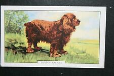 Sussex spaniel original for sale  DERBY
