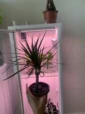 Dracaena marginata for sale  Washington