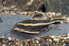 Pack striped raphael for sale  Haslet