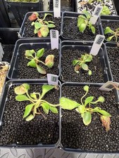 Cephalotus follicularis juveni for sale  Calabash
