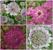 Astrantia seeds varities for sale  Ireland