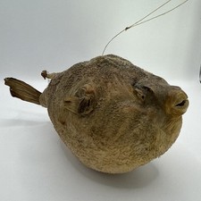 Dried stuffed fugu for sale  GREAT YARMOUTH