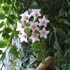 Usado, Hoya Bella - Planta suspensa, videira de cera, flores perfumadas - Fácil de enraizar e cuidar comprar usado  Enviando para Brazil