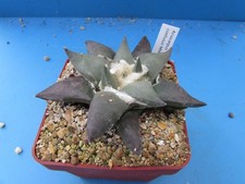 Ariocarpus confusus mm144 for sale  HALESOWEN