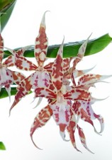 Oncidium crocidipterum bronze for sale  San Francisco