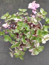 Callisia repens bianca for sale  DAVENTRY