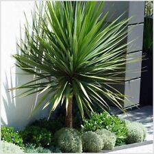 Cordyline australis cabbage for sale  PRESTON