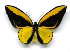 Ornithoptera croesus ornithopt usato  Spedire a Italy