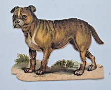 Antique pit bull for sale  Hoboken