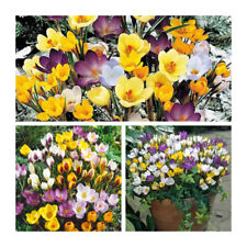 Mixed species crocus for sale  CANTERBURY