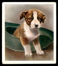 Godfrey phillips puppies for sale  HUNTINGDON