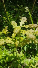 oak sapling for sale oak sapling for sale SWANSEA