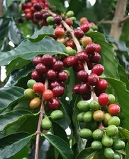 Kaffee palmen schnellwüchsige gebraucht kaufen  Kaiserslautern
