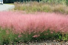 Pink muhly grass d'occasion  Expédié en Belgium