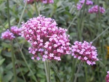 Pflanze blume staude gebraucht kaufen  Buxtehude