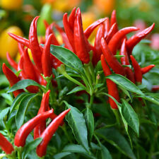 Red thai pepper for sale  Julian