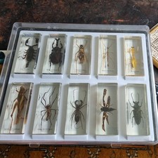 National geographical bugs for sale  LIVERPOOL