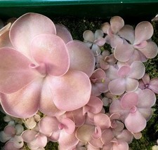 Pinguicula agnata sethos for sale  CARDIFF