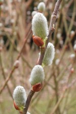 Pussywillow plants black for sale  Danielson