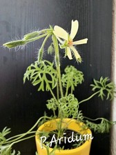 Pelargonie pelargonium aridum gebraucht kaufen  Naila