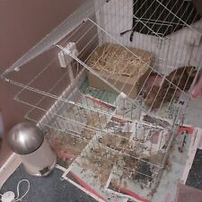 1.8m pet rabbit for sale  BIRMINGHAM