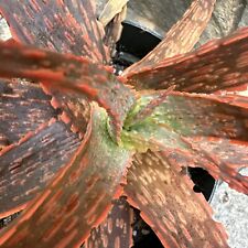 Aloe hybrid neon for sale  San Diego