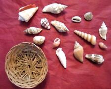 Piece sea shell for sale  Cary