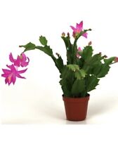 Christmas cactus rooted for sale  BIRMINGHAM