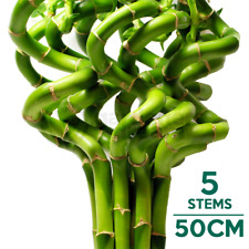 50cm lucky bamboo for sale  UK