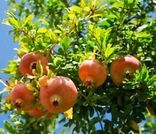 Boutures grenadier rustique d'occasion  Cahors