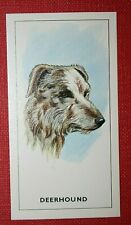 Scottish deerhound head for sale  DERBY