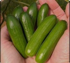 Cucumber quick snack for sale  LONDON