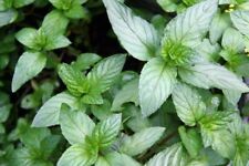 Chocolate mint eight for sale  UK