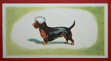 Dandie dinmont vintage for sale  DERBY