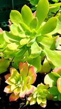 Grands plants sedum d'occasion  La Valette-du-Var