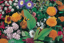 Mezcla Flores Campestres  variadas  + 3200 semillas seeds comprar usado Mezcla Flores Campestres  variadas  + 3200 semillas seeds comprar usado  Enviando para Brazil