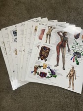 muscular system poster for sale muscular system poster for sale Fruita