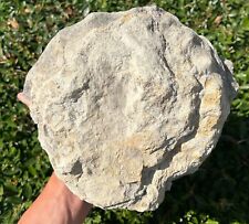 texas ammonites for sale  Coppell