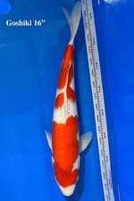 Live goshiki koi. for sale  Costa Mesa