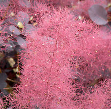 Purple smoketree cotinus for sale  Elko