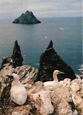 Irlande kerry gannets d'occasion  Fruges