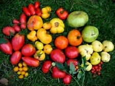 Tomaten mischung samen gebraucht kaufen  Muldestausee