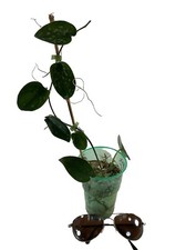 Scindapsus snake skin for sale  Cordele